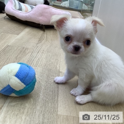 山梨県のチワワ(ロング) (ペットプラス 甲府昭和店/2025年9月16日生まれ/男の子/クリームホワイト)の子犬の3枚目の画像
