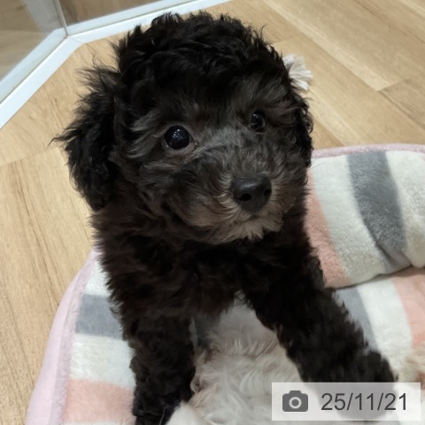 埼玉県のトイプードル(トイ) (ペットプラス 上尾店/2025年9月17日生まれ/男の子/シルバー)の子犬の3枚目の画像