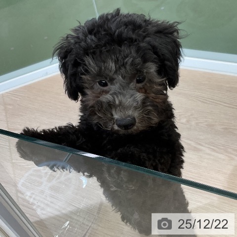 埼玉県のトイプードル(トイ) (ペットプラス 上尾店/2025年9月17日生まれ/男の子/シルバー)の子犬の4枚目の画像