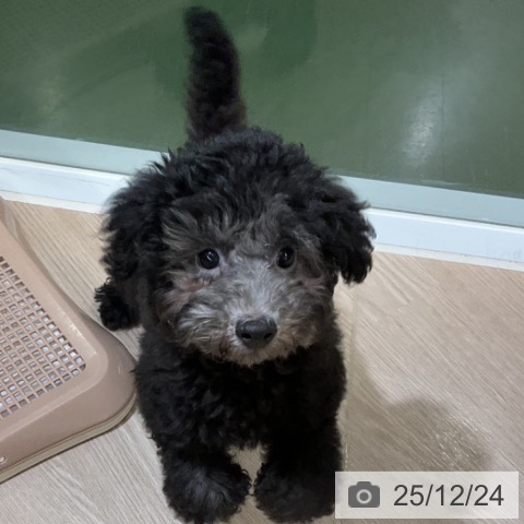 埼玉県のトイプードル(トイ) (ペットプラス 上尾店/2025年9月17日生まれ/男の子/シルバー)の子犬の4枚目の画像