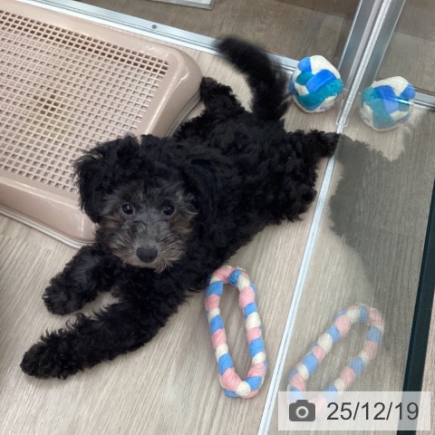 埼玉県のトイプードル(トイ) (ペットプラス 上尾店/2025年9月17日生まれ/男の子/シルバー)の子犬の3枚目の画像