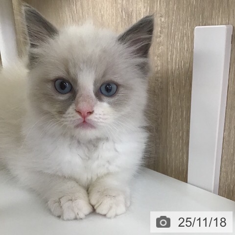 ラグドールの写真