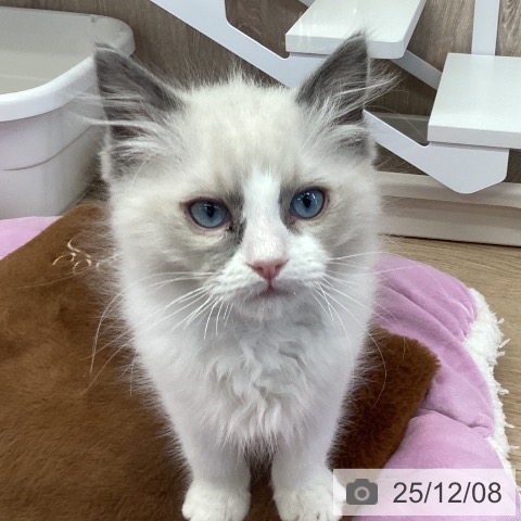 茨城県のラグドール (ペットプラス つくば店/2025年9月13日生まれ/男の子/ブルーポイントバイカラー)の子猫の4枚目の画像