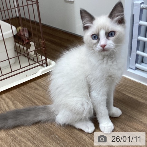 茨城県のラグドール (ペッツワン 阿見店/2025年9月13日生まれ/男の子/ブルーポイントバイカラー)の子猫の4枚目の画像