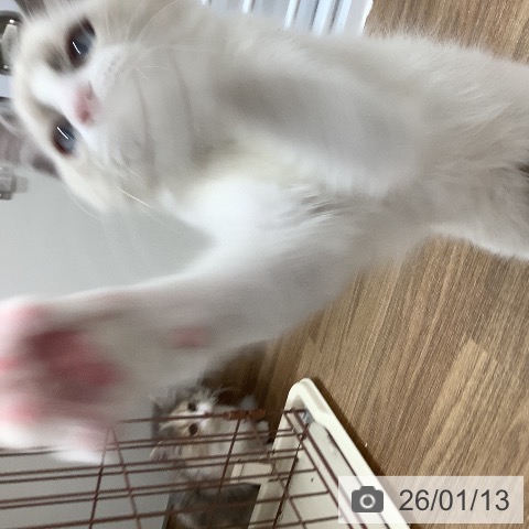 茨城県のラグドール (ペッツワン 阿見店/2025年9月13日生まれ/男の子/ブルーポイントバイカラー)の子猫の4枚目の画像