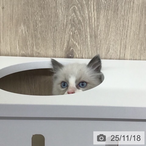 ラグドールの写真