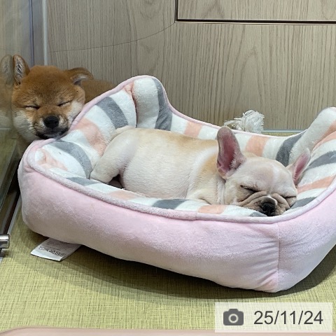 福島県の柴犬(標準サイズ) (ペットプラス イオンタウン郡山店/2025年9月18日生まれ/女の子/赤)の子犬の3枚目の画像