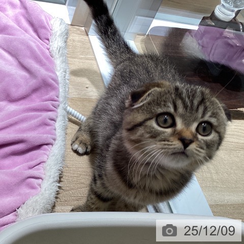 スコティッシュフォールドの写真