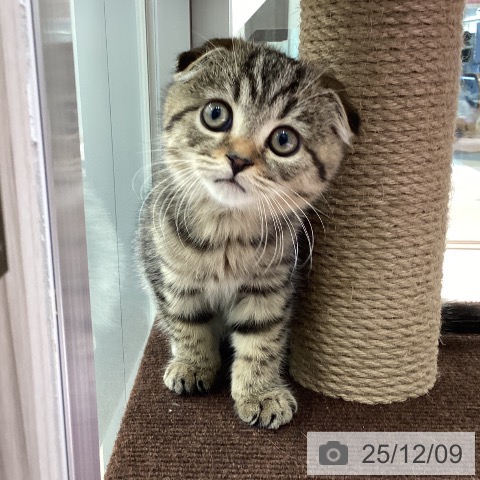 スコティッシュフォールドの写真