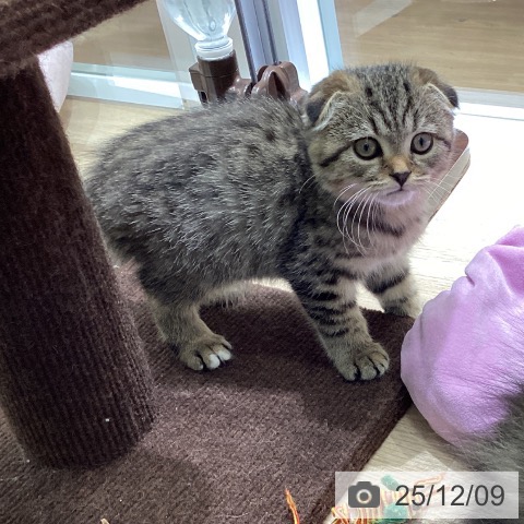 スコティッシュフォールドの写真