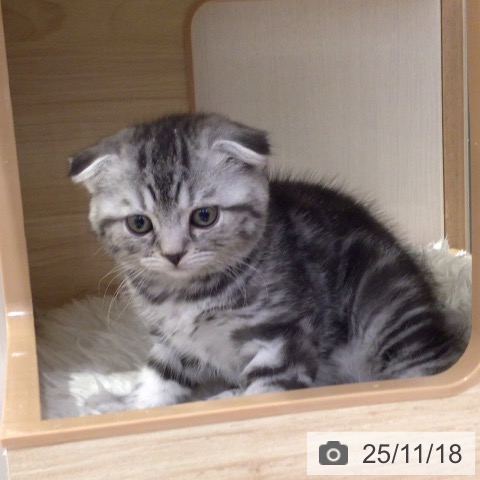 スコティッシュフォールドの写真