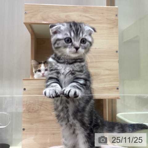 千葉県のスコティッシュフォールド (ペットプラス 幕張新都心店/2025年9月13日生まれ/女の子/シルバータビー)の子猫の4枚目の画像