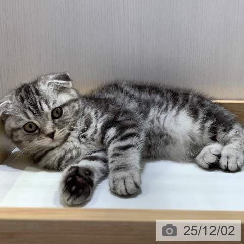 千葉県のスコティッシュフォールド (ペットプラス 幕張新都心店/2025年9月13日生まれ/女の子/シルバータビー)の子猫の3枚目の画像