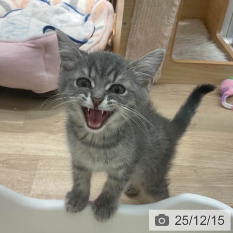 群馬県のブリティッシュショートヘアー (ペットプラス イオンモール太田店/2025年9月17日生まれ/男の子/ブルータビー)の子猫の4枚目の画像