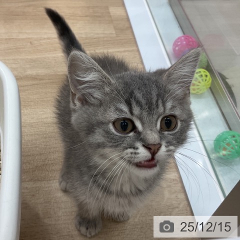 群馬県のブリティッシュショートヘアー (ペットプラス イオンモール太田店/2025年9月17日生まれ/男の子/ブルータビー)の子猫の3枚目の画像