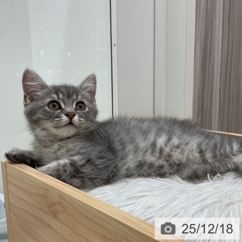 群馬県のブリティッシュショートヘアー (ペットプラス イオンモール太田店/2025年9月17日生まれ/男の子/ブルータビー)の子猫の3枚目の画像