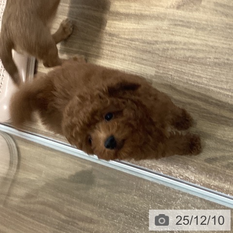 茨城県のトイプードル(トイ) (ペッツワン 阿見店/2025年9月17日生まれ/男の子/レッド)の子犬の3枚目の画像