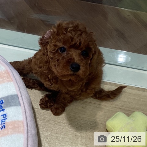 埼玉県のトイプードル(トイ) (ペットプラス イオンモール春日部店/2025年9月17日生まれ/女の子/レッド)の子犬の4枚目の画像