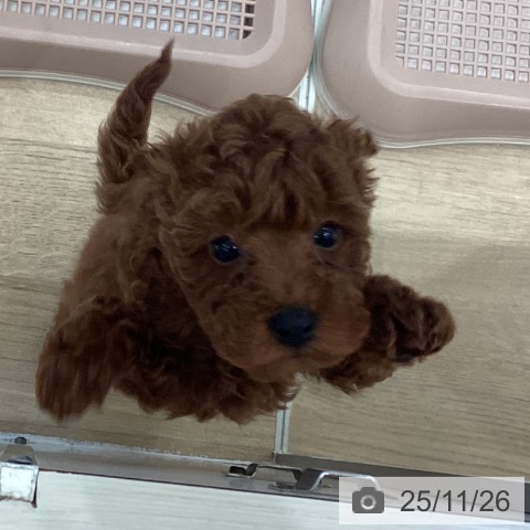 埼玉県のトイプードル(トイ) (ペットプラス イオンモール春日部店/2025年9月17日生まれ/女の子/レッド)の子犬の3枚目の画像