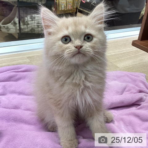 神奈川県のスコティッシュフォールド (ペットプラス 天王町店/2025年9月15日生まれ/男の子/クリームタビー)の子猫の3枚目の画像