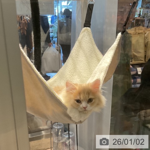 埼玉県のスコティッシュフォールド (ペットプラス コクーンシティ店/2025年9月15日生まれ/男の子/クリームタビーホワイト)の子猫の3枚目の画像