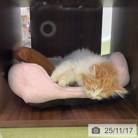 スコティッシュフォールドの写真