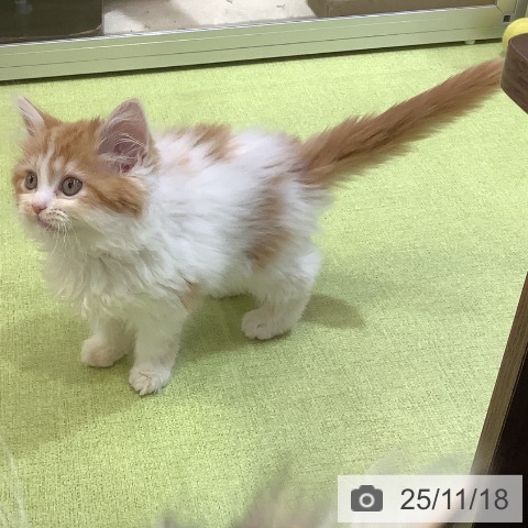 スコティッシュフォールドの写真