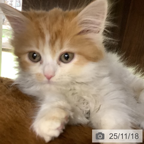 スコティッシュフォールドの写真