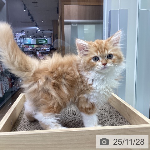 千葉県のスコティッシュフォールド (ペットプラス 柏店/2025年9月15日生まれ/男の子/レッドタビーホワイト)の子猫の3枚目の画像