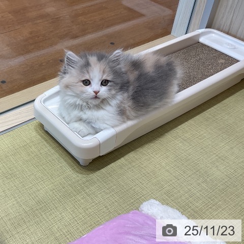 マンチカンの写真