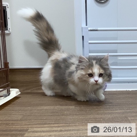 茨城県のマンチカン (ペッツワン 阿見店/2025年9月15日生まれ/女の子/ダイリュートキャリコ)の子猫の4枚目の画像