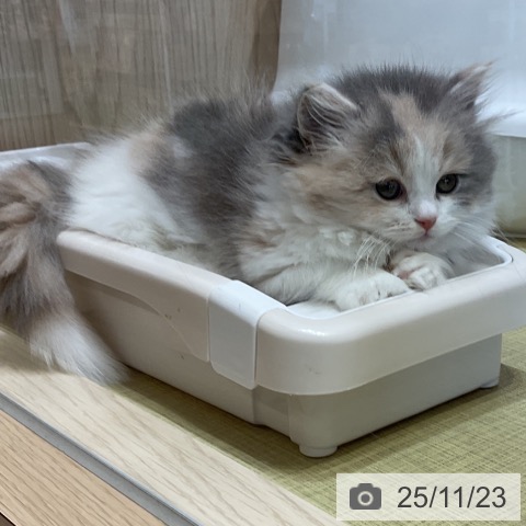 マンチカンの写真