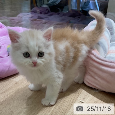 スコティッシュフォールドの写真