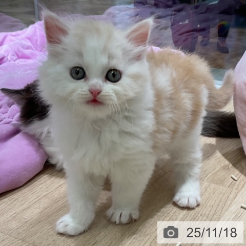 スコティッシュフォールドの写真