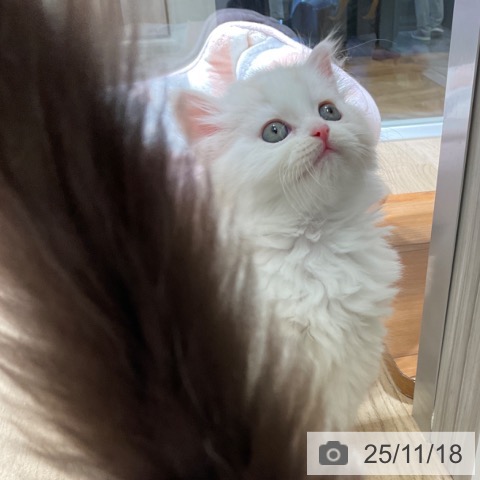 スコティッシュフォールドの写真