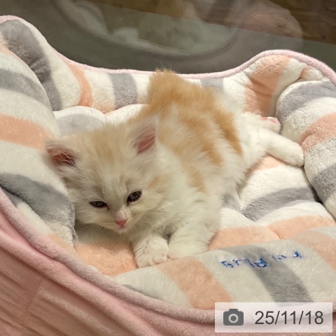 スコティッシュフォールドの写真