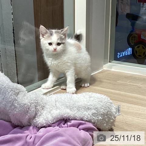 スコティッシュフォールドの写真