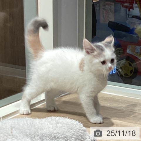 スコティッシュフォールドの写真