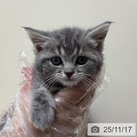 スコティッシュフォールドの写真