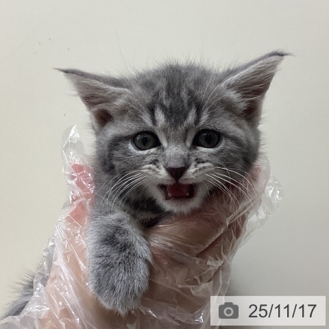 スコティッシュフォールドの写真