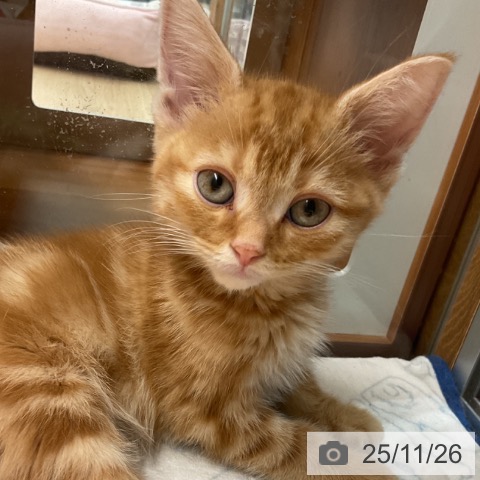 埼玉県のアメリカンショートヘアー (ペットプラス ららぽーと富士見店/2025年9月18日生まれ/男の子/レッドタビー)の子猫の4枚目の画像