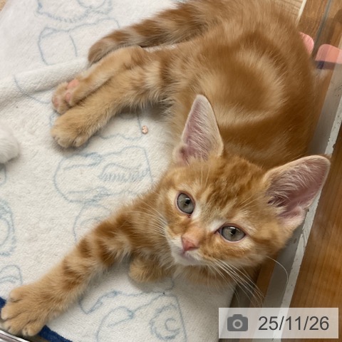 埼玉県のアメリカンショートヘアー (ペットプラス ららぽーと富士見店/2025年9月18日生まれ/男の子/レッドタビー)の子猫の3枚目の画像