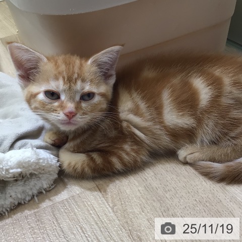 東京都のアメリカンショートヘアー (ペットプラス 日の出店/2025年9月18日生まれ/女の子/レッドタビー)の子猫の3枚目の画像