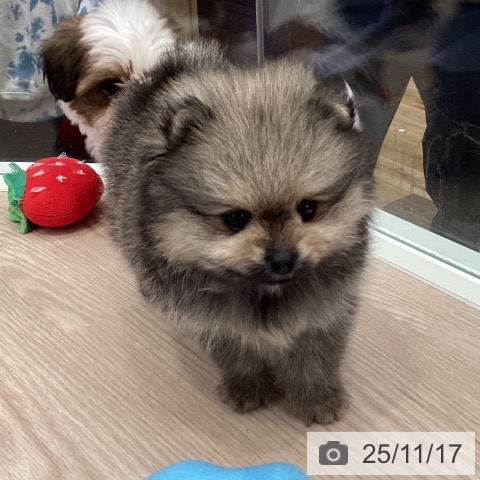 ポメラニアンの写真