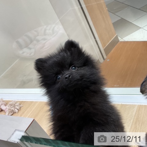 神奈川県のポメラニアン (ペットプラス 湘南平塚店/2025年9月16日生まれ/女の子/ブラック)の子犬の4枚目の画像