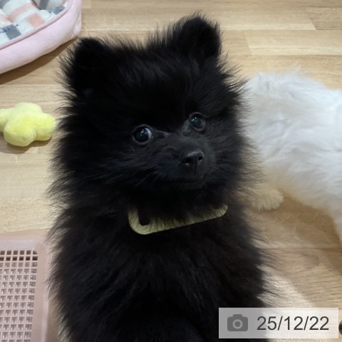 神奈川県のポメラニアン (ペットプラス 湘南平塚店/2025年9月16日生まれ/女の子/ブラック)の子犬の4枚目の画像