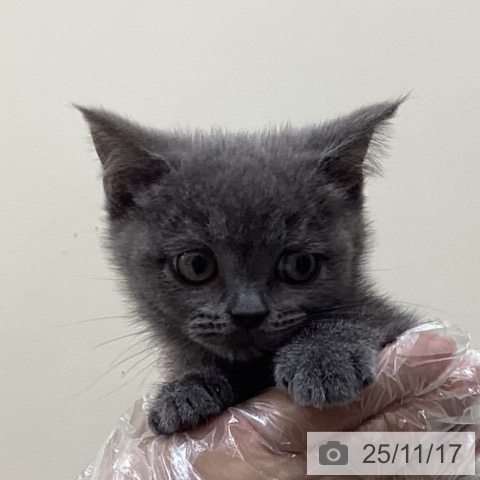 ブリティッシュショートヘアの写真