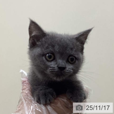 ブリティッシュショートヘアの写真