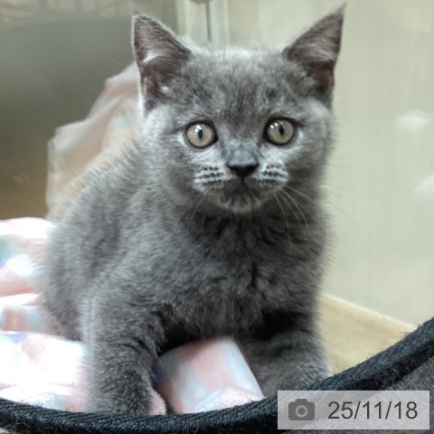 ブリティッシュショートヘアの写真