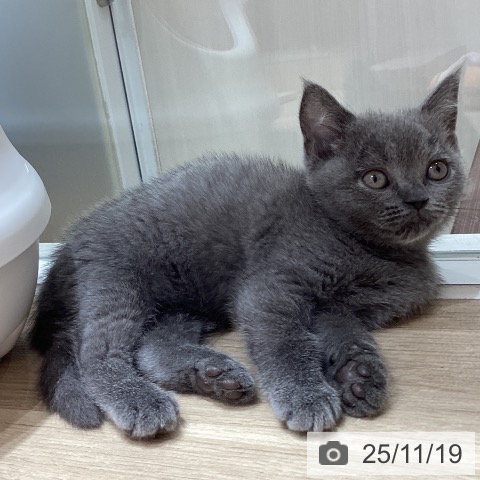 埼玉県のブリティッシュショートヘアー (ペットプラス ピオニウォーク東松山店/2025年9月18日生まれ/女の子/ブルー)の子猫の3枚目の画像